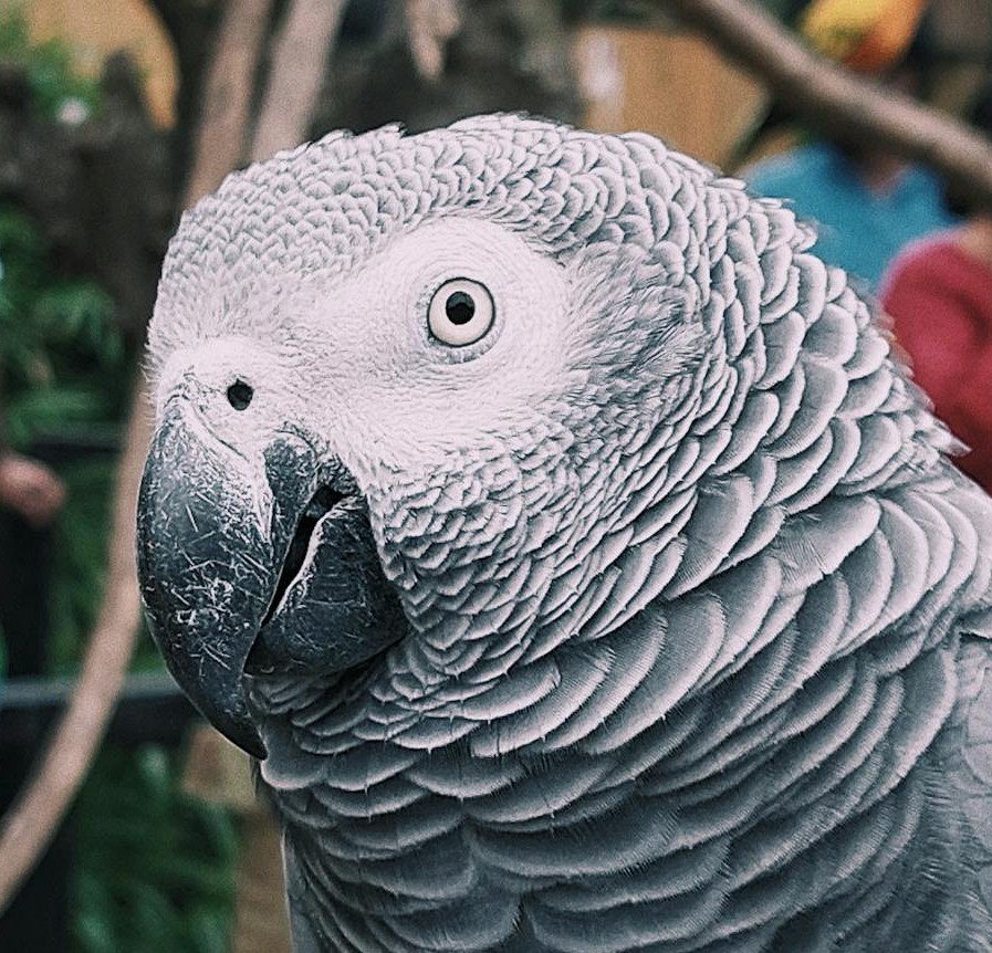 Andrea C.'s pet