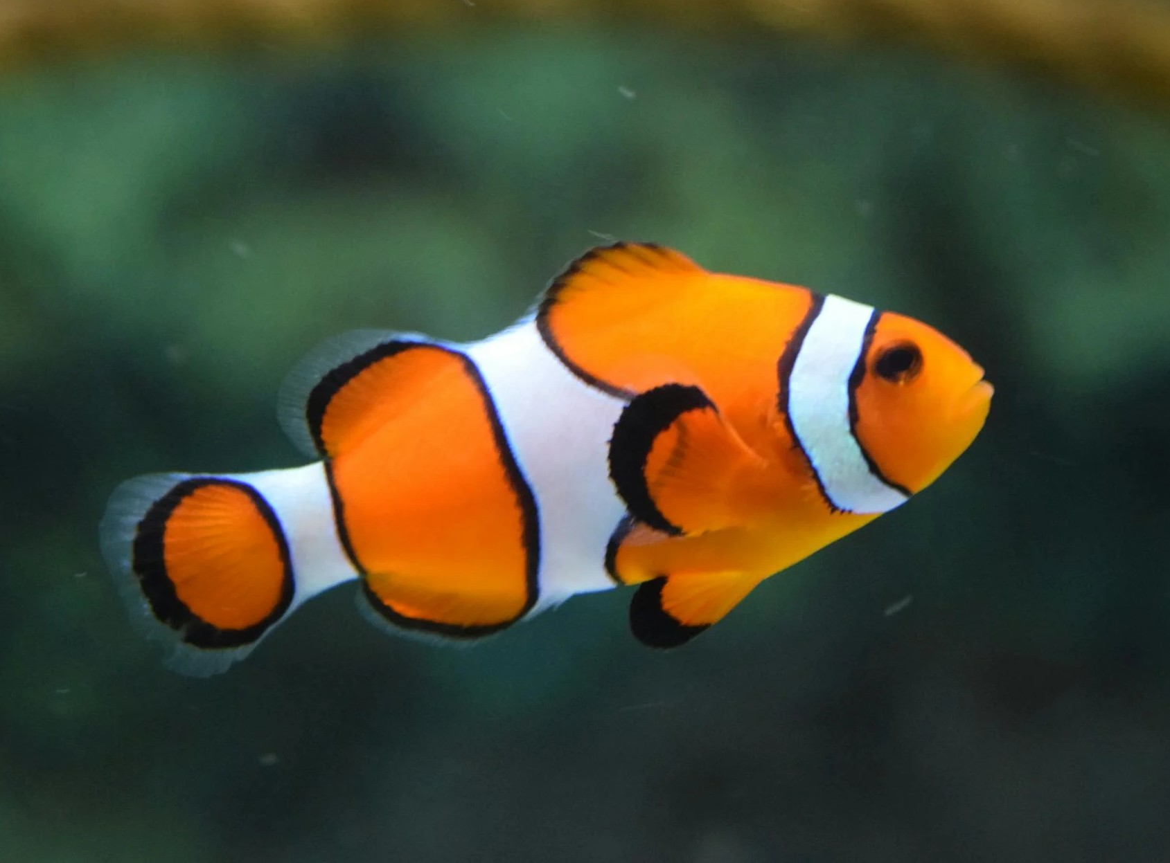 Nico D.'s pet