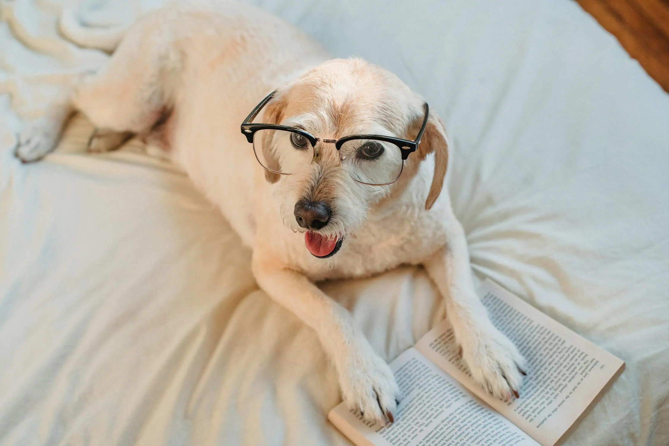 Adorable white dog wearing glasses with an open book, representing the quest for knowledge and answers about pet planning