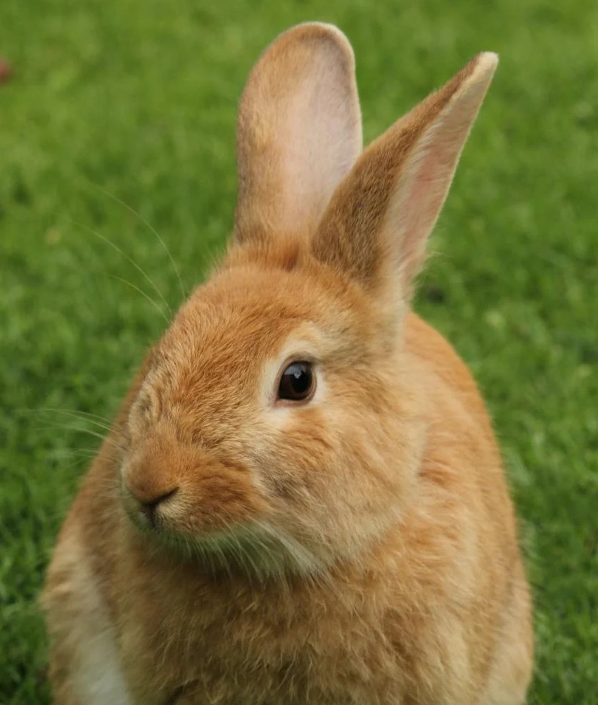 Trevor W.'s pet